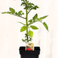 Tomate cerise Perle - Mon jardin en ligne