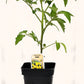 Tomate cerise Poire Jaune - Mon jardin en ligne