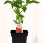 Tomate cerise Poire Rouge - Mon jardin en ligne