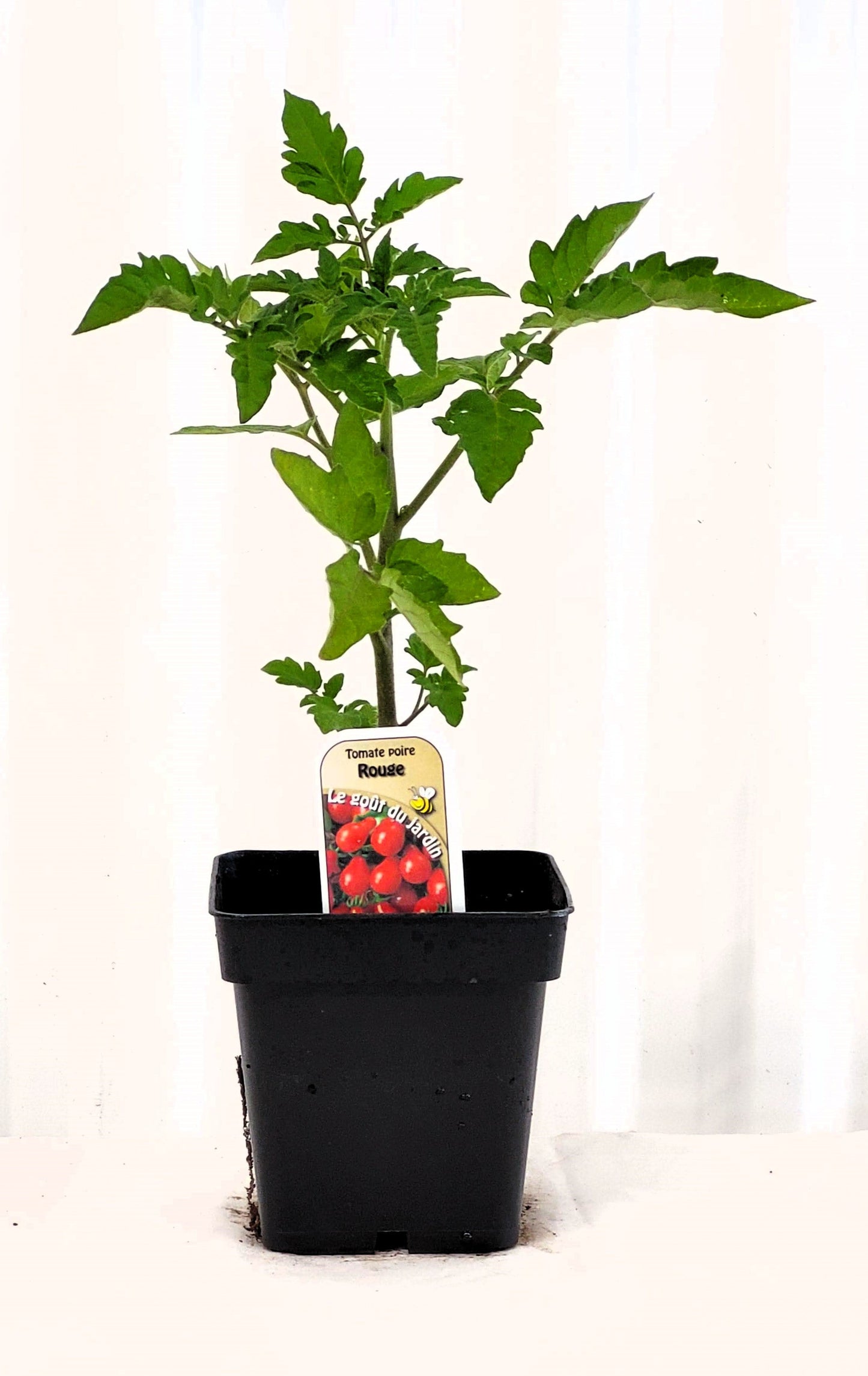 Tomate cerise Poire Rouge - Mon jardin en ligne