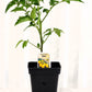 Tomate cerise Prune Jaune - Mon jardin en ligne