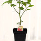 Tomate cerise Raisin Rouge - Mon jardin en ligne