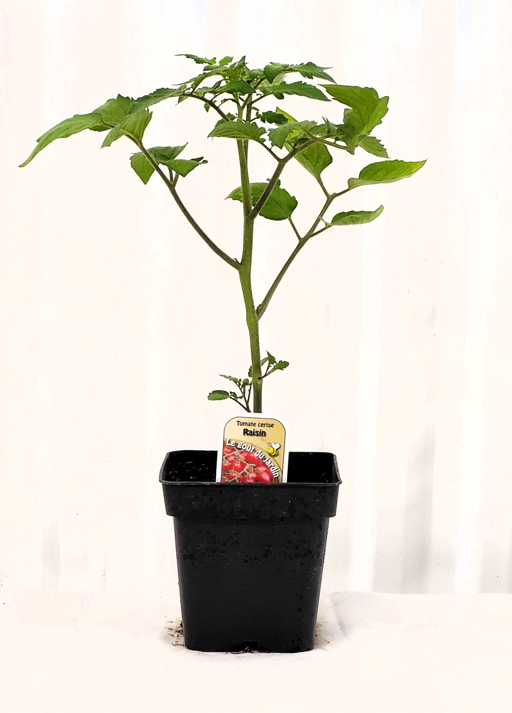 Tomate cerise Raisin Rouge - Mon jardin en ligne