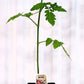 Tomate cerise Rose - Mon jardin en ligne