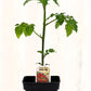 Tomate cerise Sweet 100 - Mon jardin en ligne