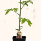 Tomate cerise Sweet Million - Mon jardin en ligne