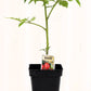 Tomate italienne Romanelle - Mon jardin en ligne