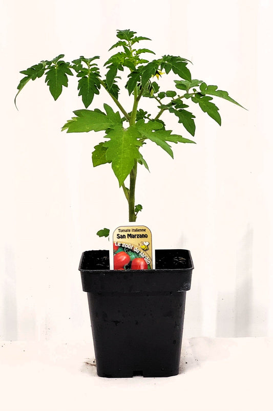 Tomate italienne San Marzano - Mon jardin en ligne