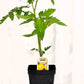 Tomate jaune Goldmine - Mon jardin en ligne