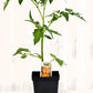 Tomate orange Carolina - Mon jardin en ligne