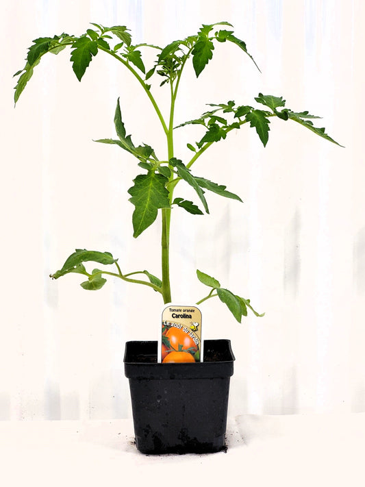 Tomate orange Carolina - Mon jardin en ligne