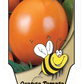 Tomate orange Carolina - Mon jardin en ligne