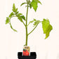 Tomate rouge Beefsteak - Mon jardin en ligne