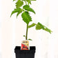 Tomate rouge Better Boy - Mon jardin en ligne