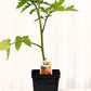 Tomate rouge Big Beef - Mon jardin en ligne