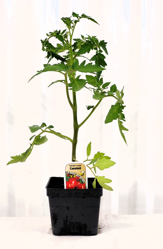 Tomate rouge Campbell - Mon jardin en ligne