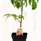 Tomate rouge Prime Red - Mon jardin en ligne