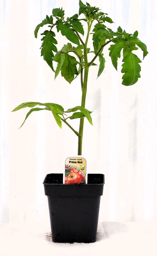 Tomate rouge Prime Red - Mon jardin en ligne