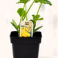 Zucchini jaune - Mon jardin en ligne