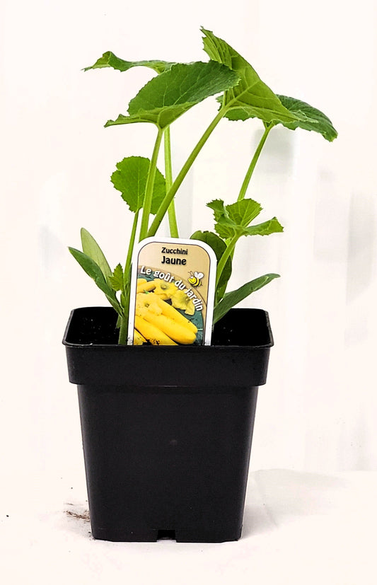 Zucchini jaune - Mon jardin en ligne